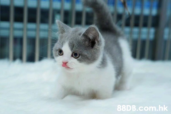 藍白貓英短藍白貓藍白寶寶英國短毛貓 