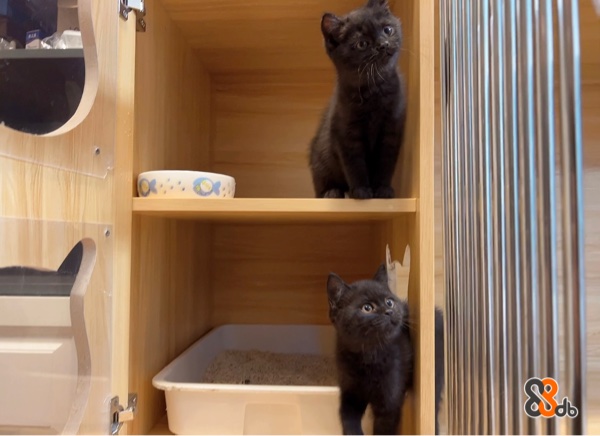 HK WeWe Cat專業自家繁殖英國/曼基金影，英國/曼基純黑貓，英國/曼基藍貓，英國短毛貓，保證健康，包打最少一針及獸醫簽發針卡 