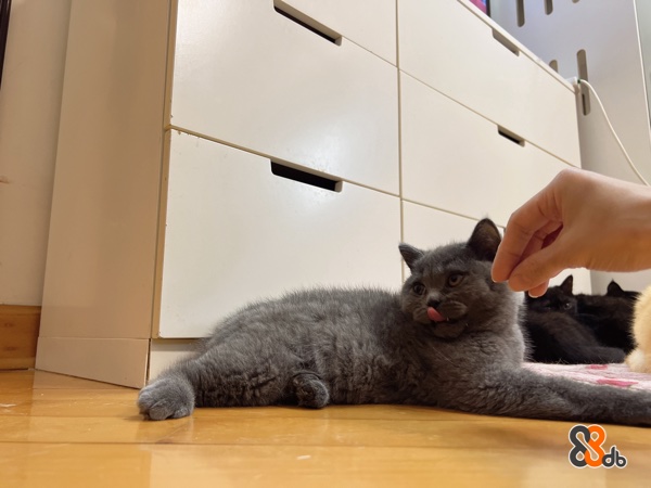 HK WeWe Cat專業自家繁殖金影，英國純黑貓，英國短毛貓，保證健康，包打最少一針及獸醫簽發針卡 